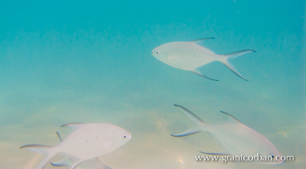 Pulau Perhentian underwater photography of fish