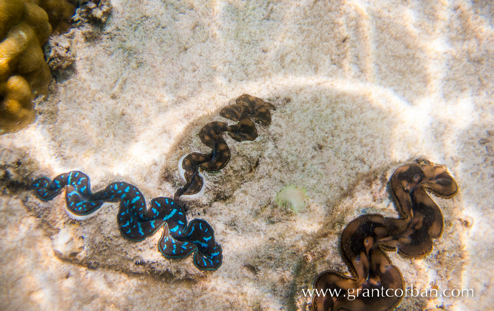 Pulau Perhentian underwater photography of clams